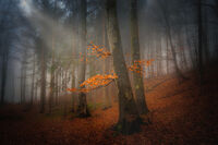 Есен в гората; Коментари:18