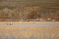 Bosque Del Apache National wildlife refuge,New Mexico.; comments:2