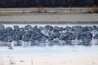 Bosque Del Apache National wildlife refuge, New Mexico; comments:5