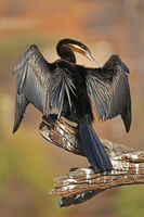 African darter; comments:10