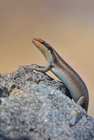African striped skink/Striped skink; comments:9