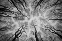 Невроните на гората; comments:7