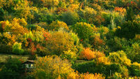 Цветовете на есента; comments:6