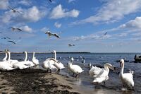 Лебеди, зимуващи във Варне; Коментари:6