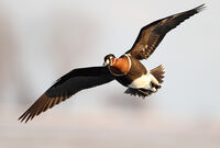 червеногуша гъска/Red-breasted goose/Branta rufficollis; No comments