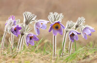 Планинско котенце/Pulsatilla montana; Коментари:6