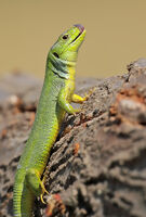ивичест гущер/Balkan green lizard/Lacerta trilineata; comments:3