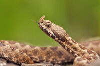 пепелянка/Horned viper/Vipera ammodytes; comments:2