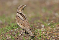 въртошийка/Wryneck/Jynx torquilla; comments:7