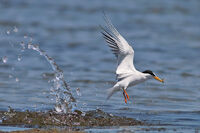 белочела рибарка/Little tern/Sterna albifrons; comments:3