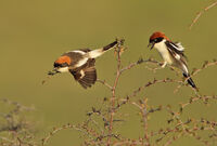 червеноглави сврачки/Woodchat shrike/Lanius senator; comments:2