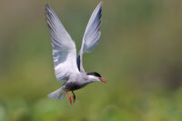 белобуза рибарка/Whiskered tern/Chlidonias hybrida; comments:1
