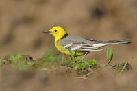 Лимонена стърчиопашка/Citrine wagtail/Motacilla citriola; comments:2