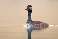 черноват гмурец/Black-necked grebe/Podiceps nigricollis; comments:1