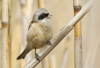 торбогнездещ синигер/Penduline tit/Remiz pendulinus; Коментари:1