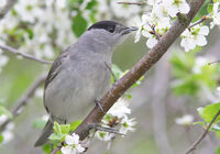 черноглаво коприварче/Blackcap/Sylvia atricapilla; No comments