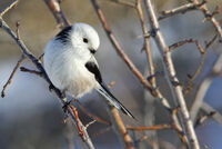 дългоопашат синигер/Long-tailed tit/Aegithalos caudatus; Коментари:1