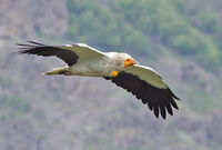 египетски лешояд/Egyptian vulture/Nephron percnopterus; comments:1