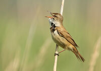 индийско шаварче/Paddyfield warbler/Acrocephalos agricola; comments:1