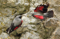 скалолазка/Wallcreeper/Tichodroma muraria; comments:1
