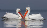 къдроглави пеликани/Dalmatian pelican/Pelecanus crispus; comments:6