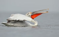 къдроглав пеликан/Dalmatian pelican/Pelecanus crispus; Коментари:1