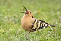 папуняк/Hoopoe/Upupa epops; No comments
