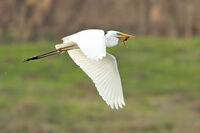 голяма бяла чапла/Great egret/Ardea alba; Коментари:1