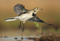 бяла стърчиопашка/White wagtail/Motacilla alba; Коментари:1