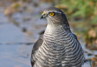 малък ястреб/Sparrowhawk/Accipiter nisus; comments:2