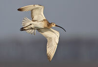 голям свирец/Curlew/Numenius arquata; comments:2