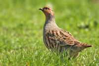 яребица/Grey partridge/Perdix perdix; Коментари:1