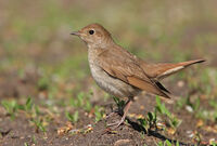 северен славей/Thrush nightingale/Luscinia luscinia; comments:1