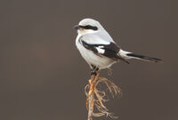 сива сврачка/Grey shrike/Lanius excubitor; comments:2