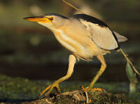 малък воден бик/Little bittern/Ixobrichus minutus; comments:2