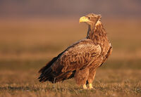 морски орел/White-tailed eagle/Haliaeetus albicilla; comments:7