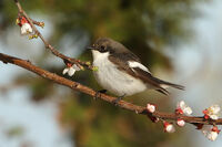 жалобна мухоловка/Pied flycatcher/Ficedula hypoleuca; Коментари:1