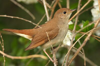 Южен славей/Nightingale/Luscinia megarhyncos; Коментари:4