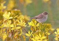 елов певец/Chiff-chaff/Phylloscopus collybita; comments:1