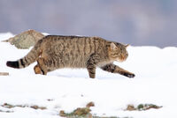 дива котка/Wildcat/Felis silvestris; Коментари:3