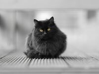 Когато черната котка не ти пресича пътя, а те гледа от нищото.; Коментари:9