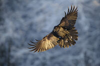 Гарван (Corvus corax); comments:13