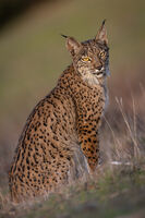 Принцеса Lynx; Коментари:9