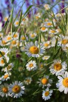 Маргаритки; Коментари:5