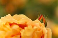 без име ( ID=2473511 ); Коментари:3