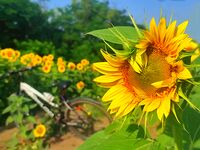 без име ( ID=2476213 ); Коментари:2