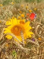 без име ( ID=2476699 ); Коментари:5