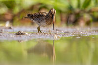 Средна бекасина; No comments