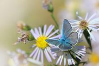 Синя пеперуда; comments:4
