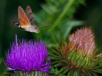 Пеперуда Гълъбова опашка в полет; comments:7